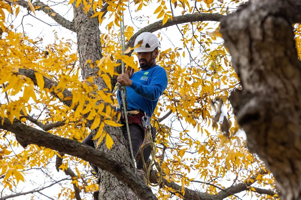 Skilled Tree Planing crew working in Chatfield