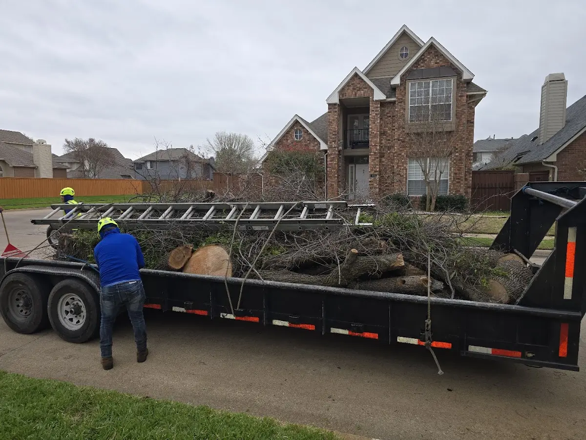 Expert Tree Removal with proper safety equipment in Chatfield